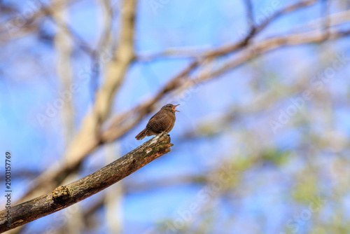 Tiny Eurasian Wren perched on a high branch vocalizing in the spring forest