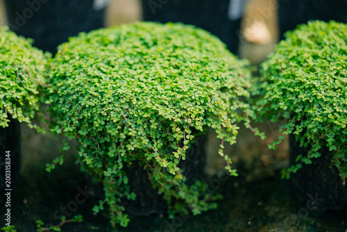 Soleirolia soleirolii baby's tears plants displaying abundant small green leaves, creating a dense, trailing carpet of fresh foliage in several black nursery pots during daylight