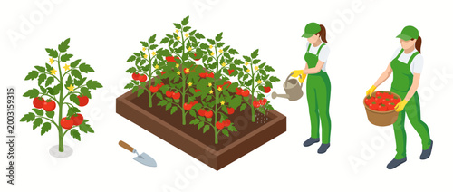 This illustration captures the essence of gardening by showcasing a vibrant tomato garden with workers watering plants and collecting ripe tomatoes.