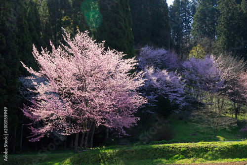 Beautiful pink Sakura tree illuminated by sunlight in the Japanese countryside