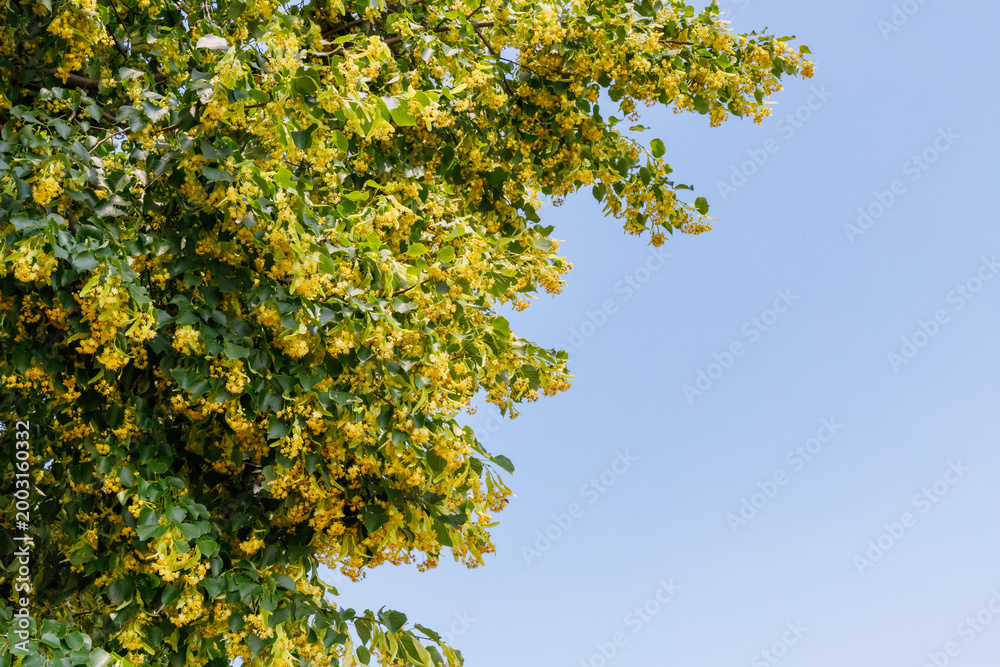 Fototapeta premium Yellow flowers bloom on a tree against a clear blue sky in a sunny outdoor setting during springtime