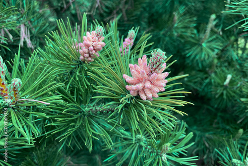 Young pine branches with cones. The needles are blooming. Pink flowers and cones are on the coniferous branches. Coniferous green needles in spring close-up