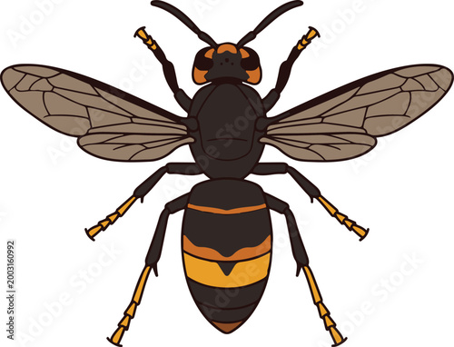 Top view illustration of a hornet or wasp with spread wings and striped abdomen, shown in a detailed and realistic vector style.