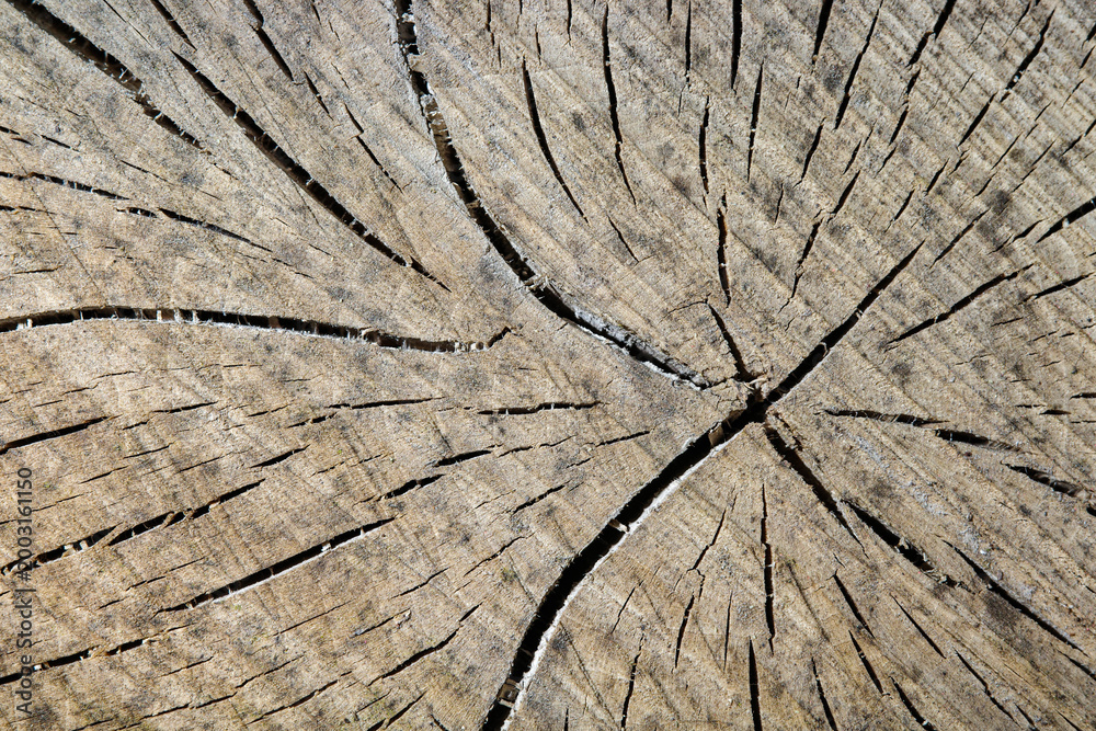 Fototapeta premium Close up of sawn tree trunk with visible growth rings texture