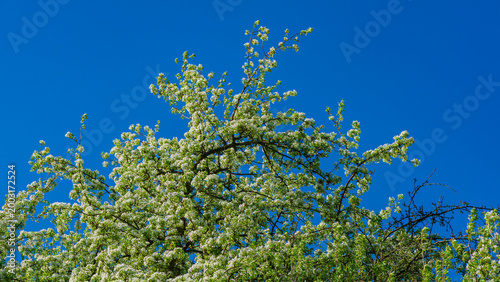 Flowering pear tree branches reaching towards the blue sky.