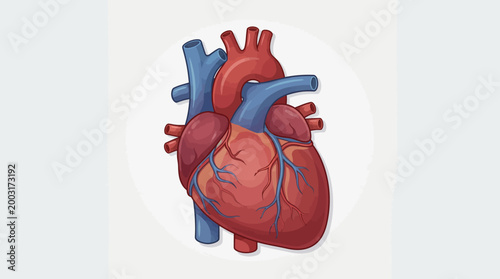 Anatomical illustration of the human heart with major blood vessels.
