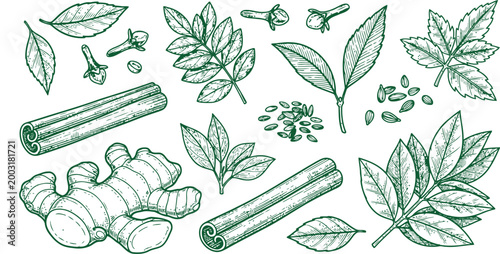 Fresh ginger root with cinnamon sticks bay leaves and cloves arranged in a botanical illustration style