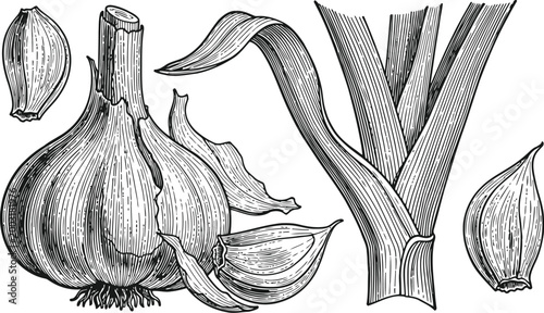 Garlic bulb and cloves with stem illustration in vintage engraving style on white background