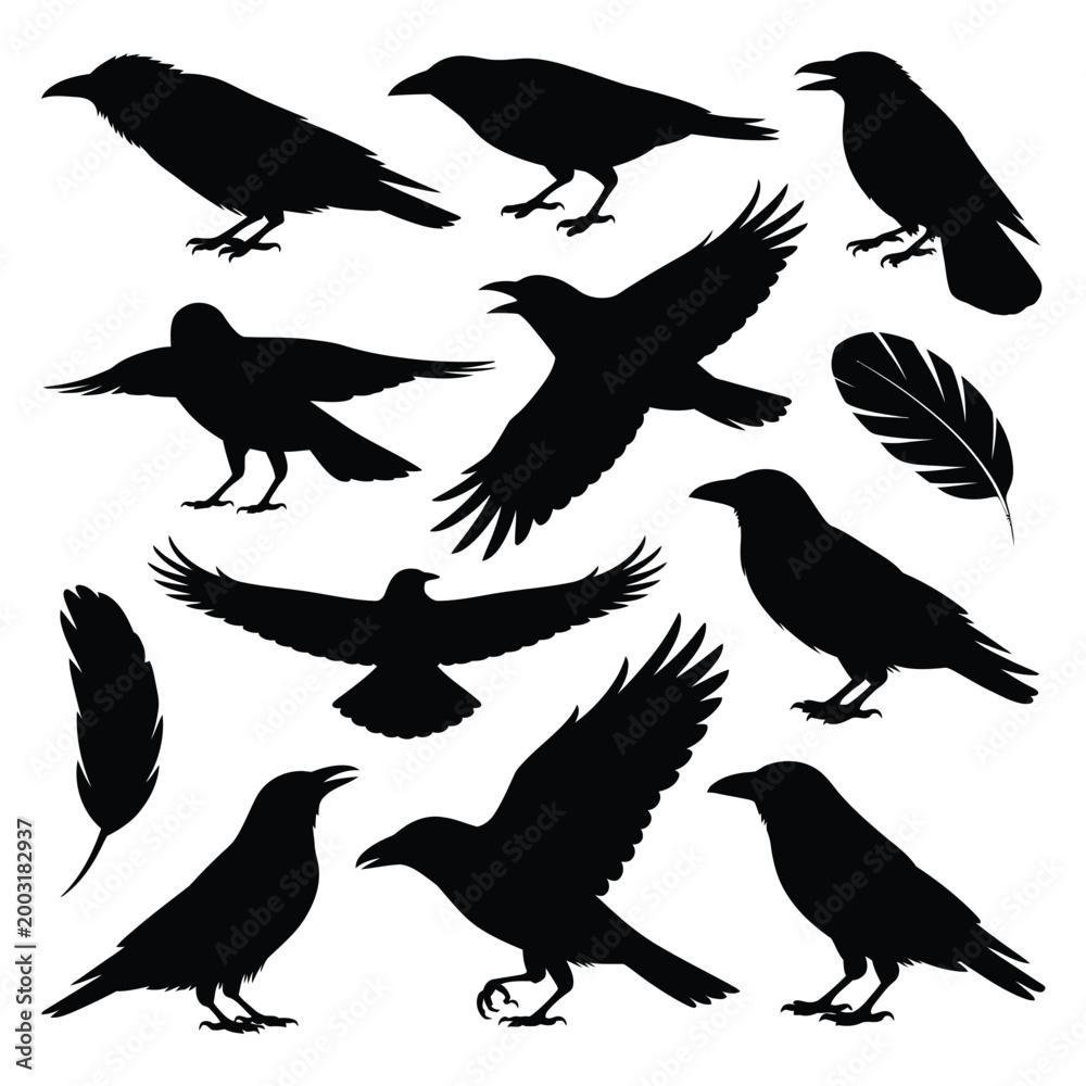 Obraz premium raven silhouettes with feathers on white background
