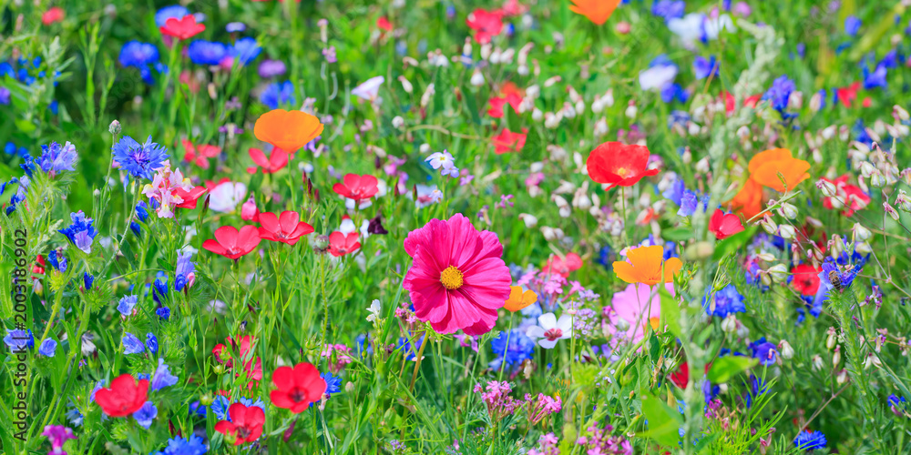 Fototapeta premium Colorful wildflowers bloom in a vibrant field during bright daylight hours in spring