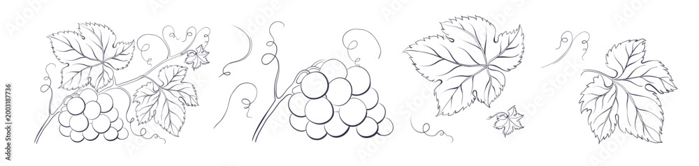 Obraz premium Set of winery branches of grapes. Elegant outline engraving elements