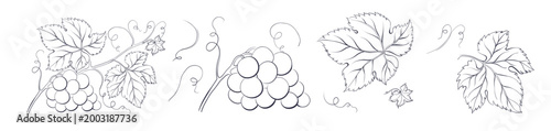Set of winery branches of grapes. Elegant outline engraving elements