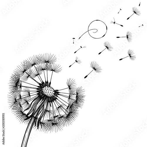 Black and white dandelion blowing seeds