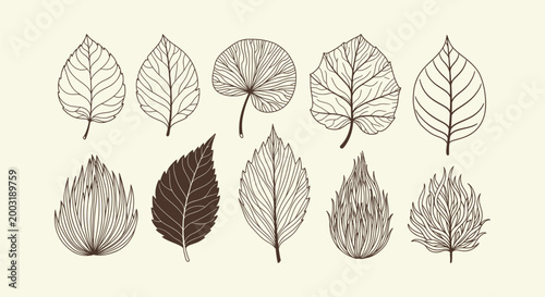 Foto Set of Hand Drawn Botanical Leaf Line Art Illustrations