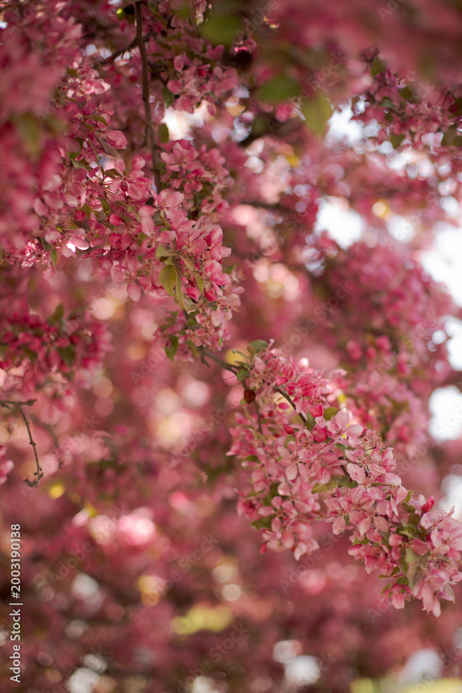 Obraz premium pink cherry blossom in spring