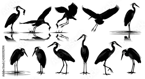 Heron Silhouettes against Water Reflections in Natural Environment