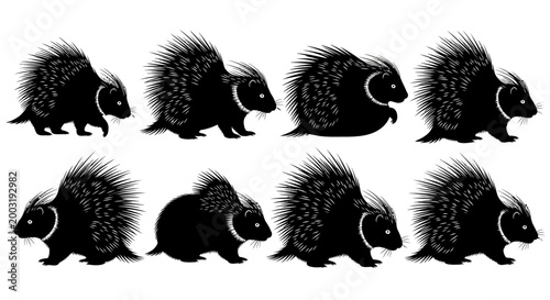 Porcupines in various poses against white environment