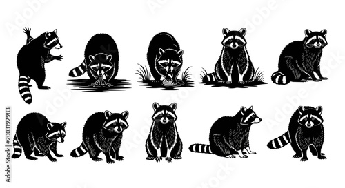 Raccoons illustrated in various poses and emotions in a simple environment from a frontal viewpoint