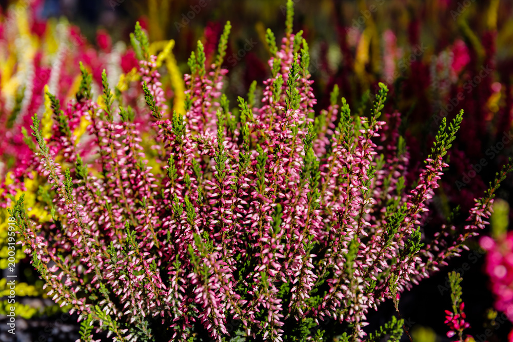 Obraz premium Beautiful heather plants display in a garden center during sunny day