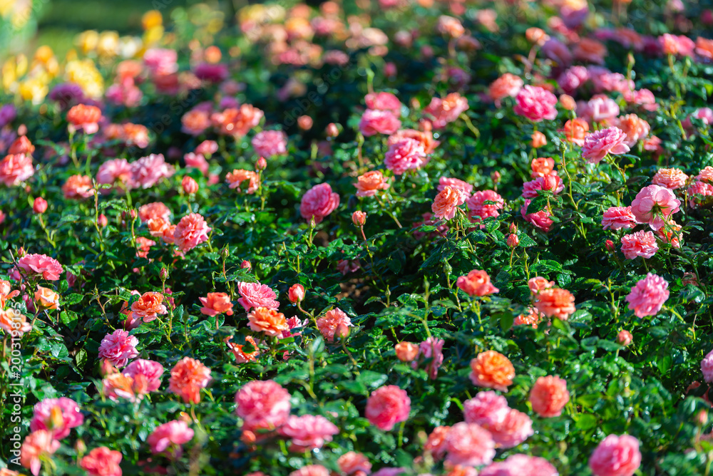 Fototapeta premium Vibrant field of blooming pink and orange miniature roses with water drops. rose floral garden under natural sunlight. high quality photography.