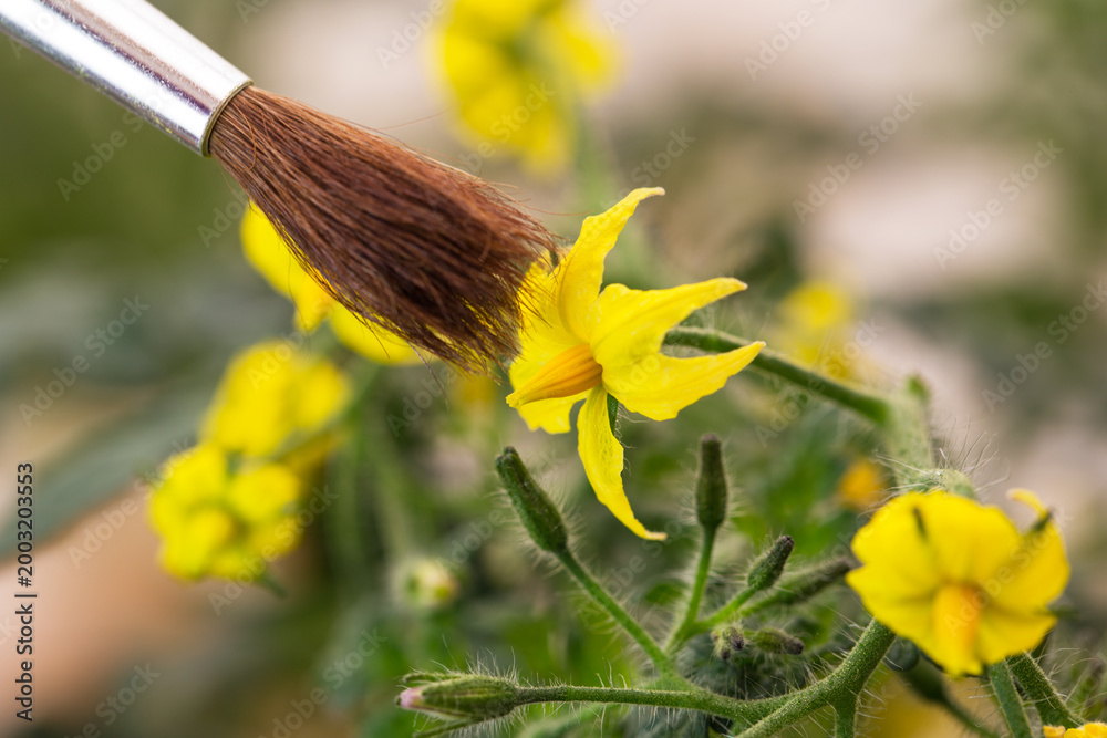 Fototapeta premium Painting pollen on yellow flowers in a garden during daytime near tomatoes in spring