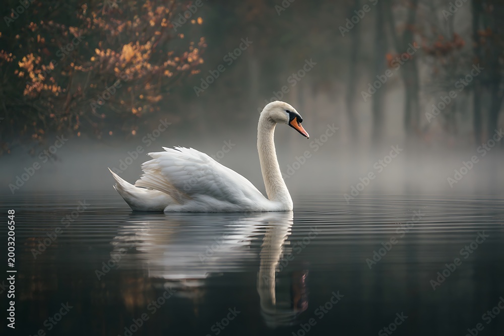 Fototapeta premium swans on the lake