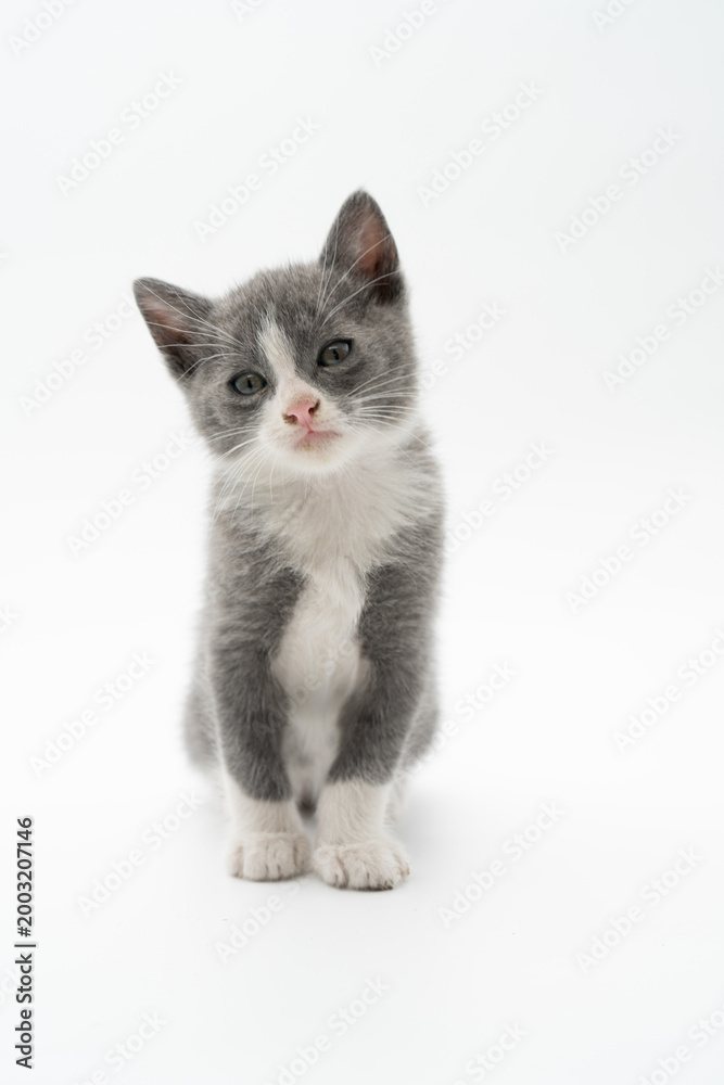 Fototapeta premium Adorable gray and white kitten in a minimalist studio setting, looking upward with a curious expression. Soft lighting and clean white background create a calm, modern pet portrait perfect for themes 