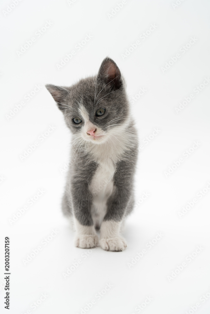 Fototapeta premium Adorable gray and white kitten in a minimalist studio setting, looking upward with a curious expression. Soft lighting and clean white background create a calm, modern pet portrait perfect for themes 