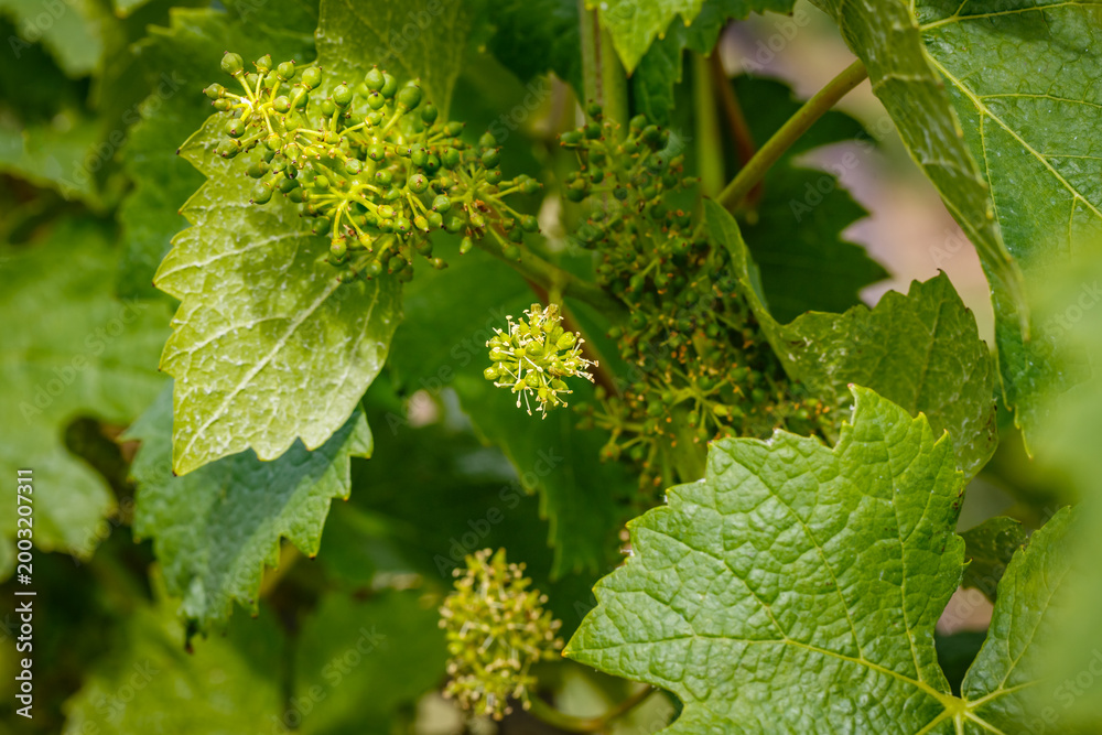 Obraz premium New buds and blossoms emerge on grapevines in a vineyard during springtime
