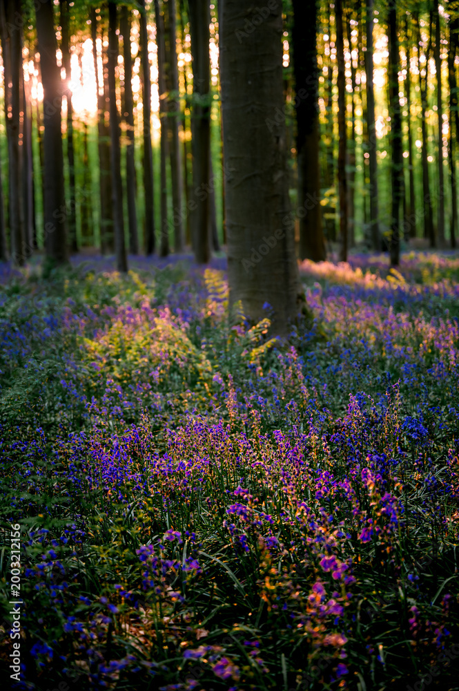 Obraz premium Close bluebell cluster beside beech trunk. Macro perspective shows