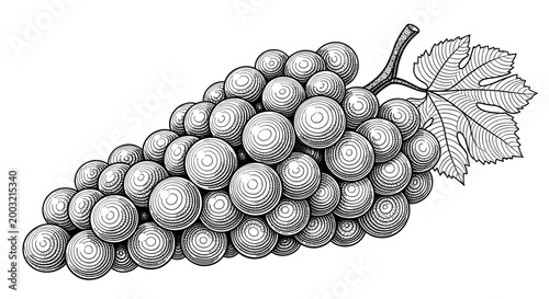 Classic vintage engraving style illustration of a single luscious grape bunch, accompanied by a textured grape leaf.