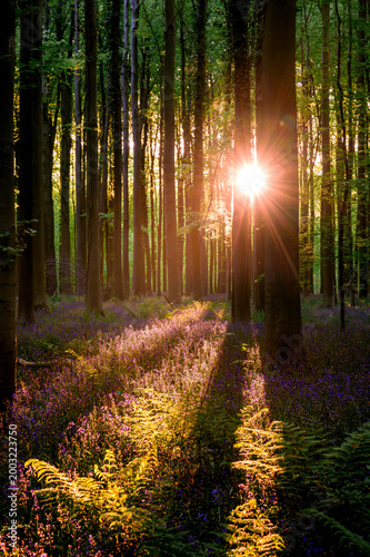 Bild auf Leinwand Healing sun rays filtering through dense beech trunks