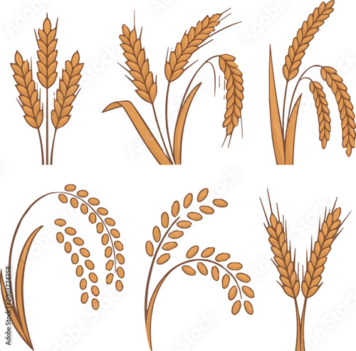 kinds of Wheats rye rice ears set icons design elements of organic agricultural food. Harvest wheat grain for beer logo, growth rice stalk and whole bread grains, barley field cereal nutritious stock 
