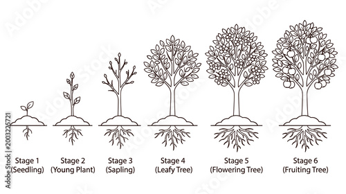Εκτύπωση καμβά Life cycle stages of a tree from seedling to fruiting.