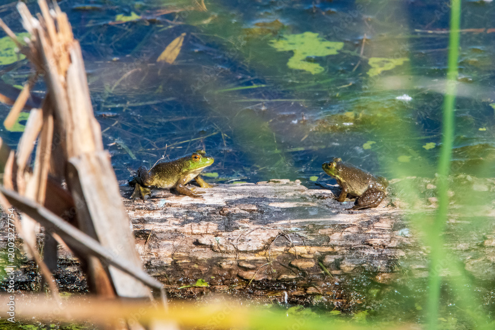 Fototapeta premium frogs on a log