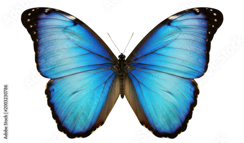 Tableau sur toile Vibrant blue butterfly png morpho butterfly png radiant butterfly png colorful i