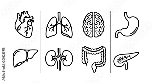 Comprehensive collection of human internal organs vector line icons, featuring essential anatomy such as heart, brain, lungs, stomach, and liver, ideal for medical education and health graphics