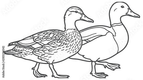 Foto Pair of mallard ducks walking side by side outline drawing on white