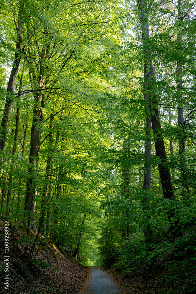Fototapeta premium Sunlit canopy path leading into forest
