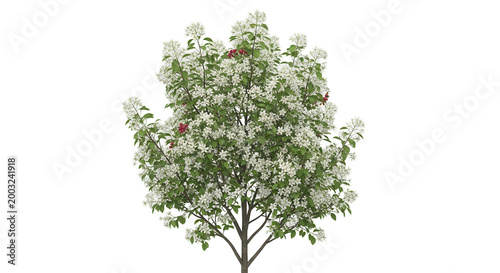 Amelanchier tree on transparent background.3d rendering PNG