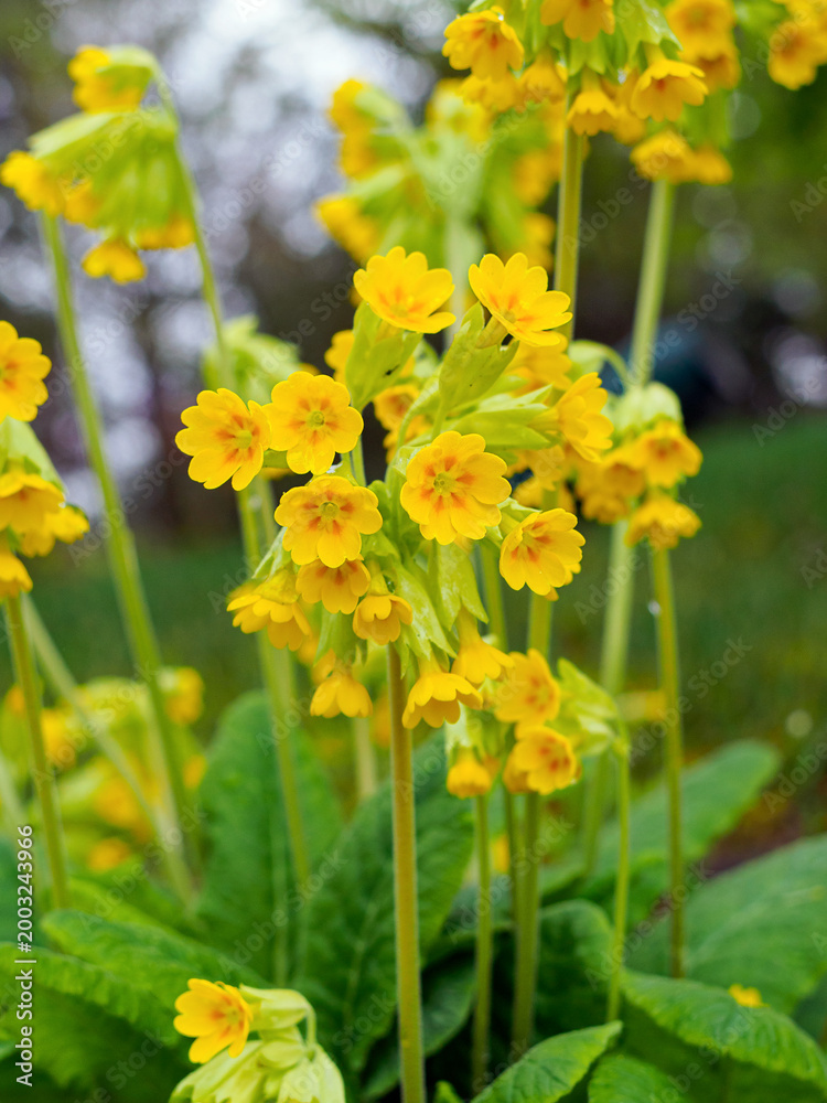 Fototapeta premium Yellow Primula veris flowers close-up