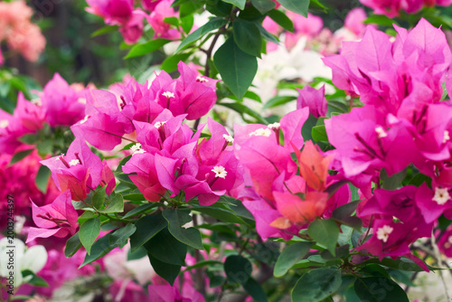 Canvas Print colourful, vigorous blooms of pink-red hued bracts of bougainvillea partha, a popular hybrid variety of  bougainvillea