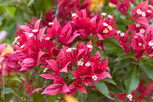 Obraz na płótnie colourful pink-red hued bracts of bougainvillea ruby red variety blooming vigorously during summer months