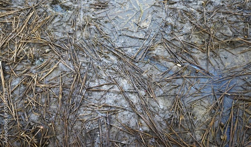 waterlogged ground surface and dead rice plants