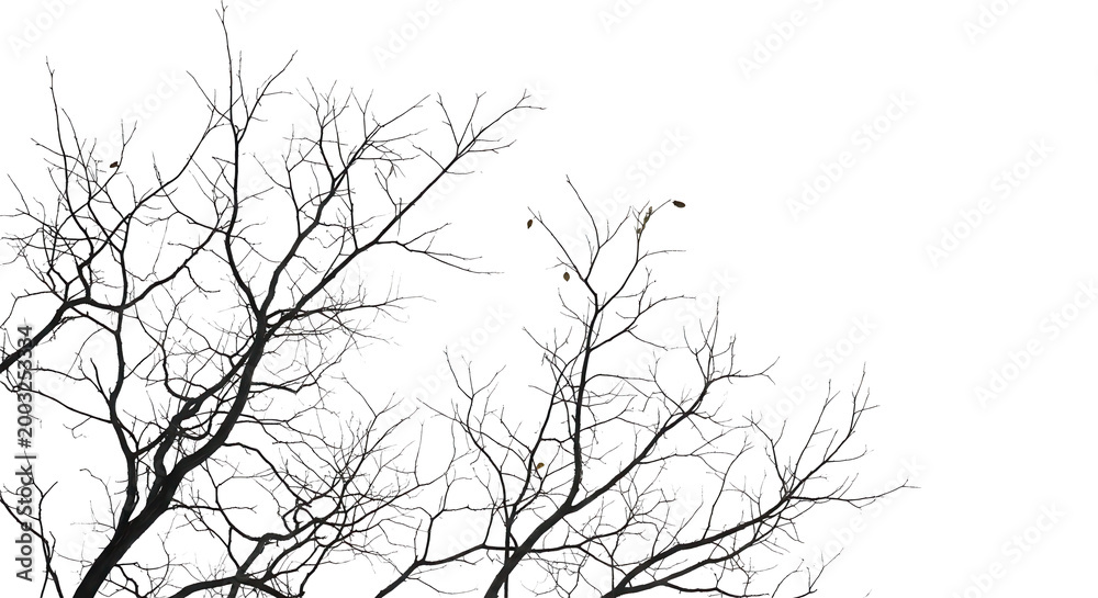 Fototapeta premium foreground tree branches on a transparent backgroun