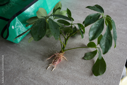 Female hands transplanting Schefflera houseplant into pot at table indoors, close-up, taking care of houseplant. Planting a Seedling in a Pot. Spring home gardening. 
