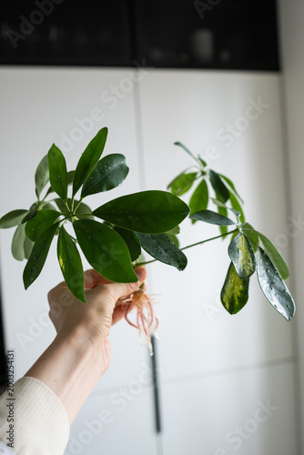 Female hands transplanting Schefflera houseplant into pot at table indoors, close-up, taking care of houseplant. Planting a Seedling in a Pot. Spring home gardening. 