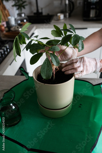 Female hands transplanting Schefflera houseplant into pot at table indoors, close-up, taking care of houseplant. Planting a Seedling in a Pot. Spring home gardening.