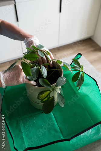 Female hands transplanting Schefflera houseplant into pot at table indoors, close-up, taking care of houseplant. Planting a Seedling in a Pot. Spring home gardening. 