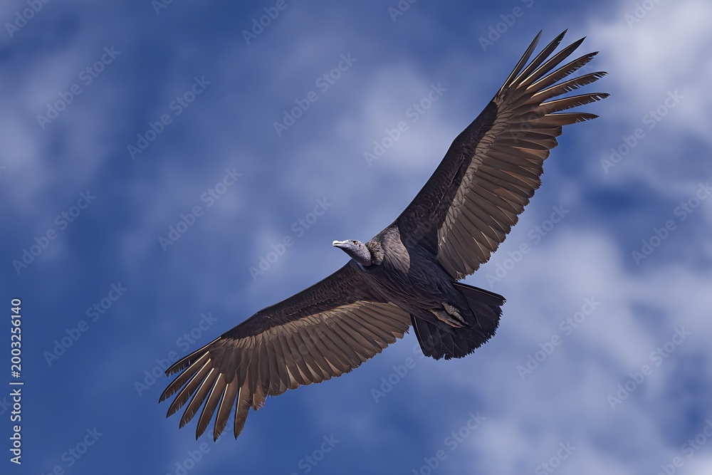 Obraz premium vulture in flight